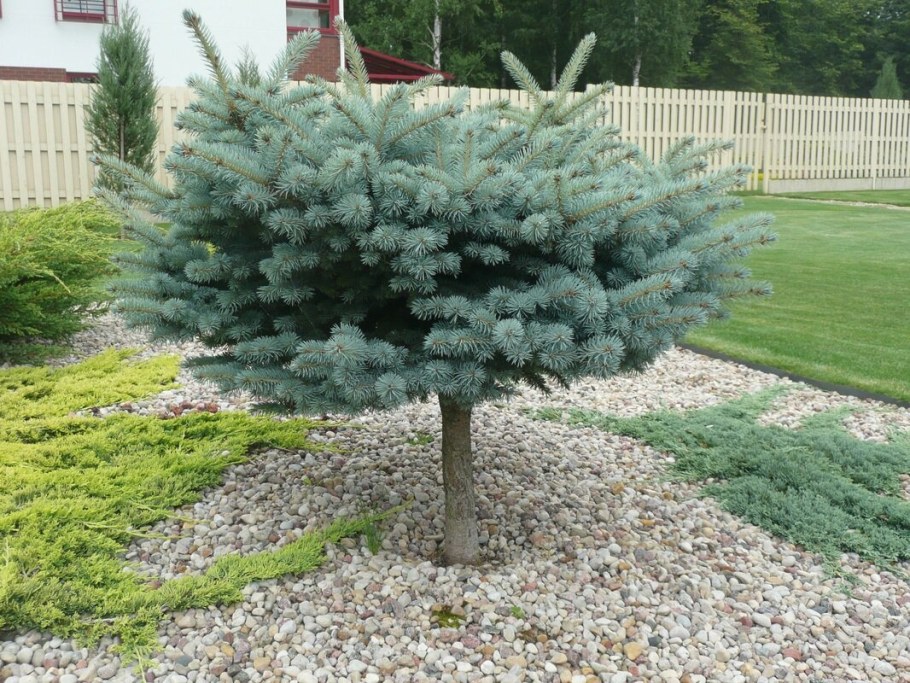 Ель Глаука Глобоза