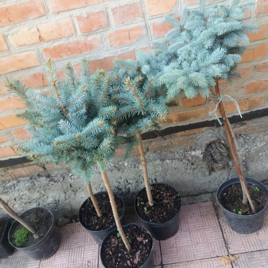 Ель Глаука на штамбе