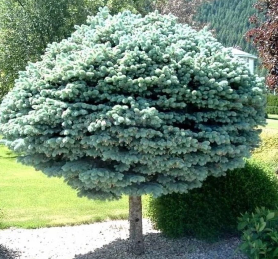 Глаука Глобоза