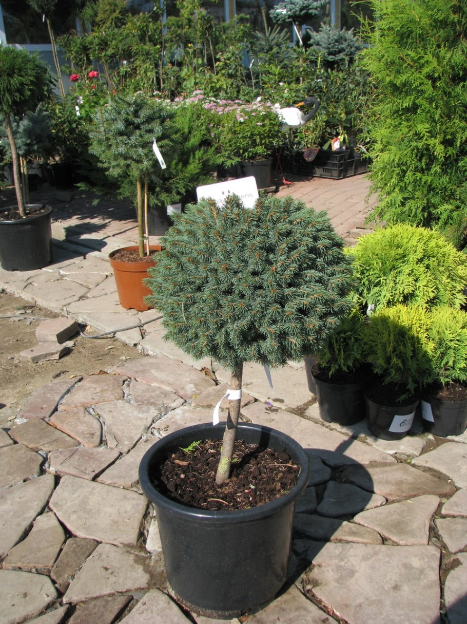 Ель Сербская Нана на штамбе