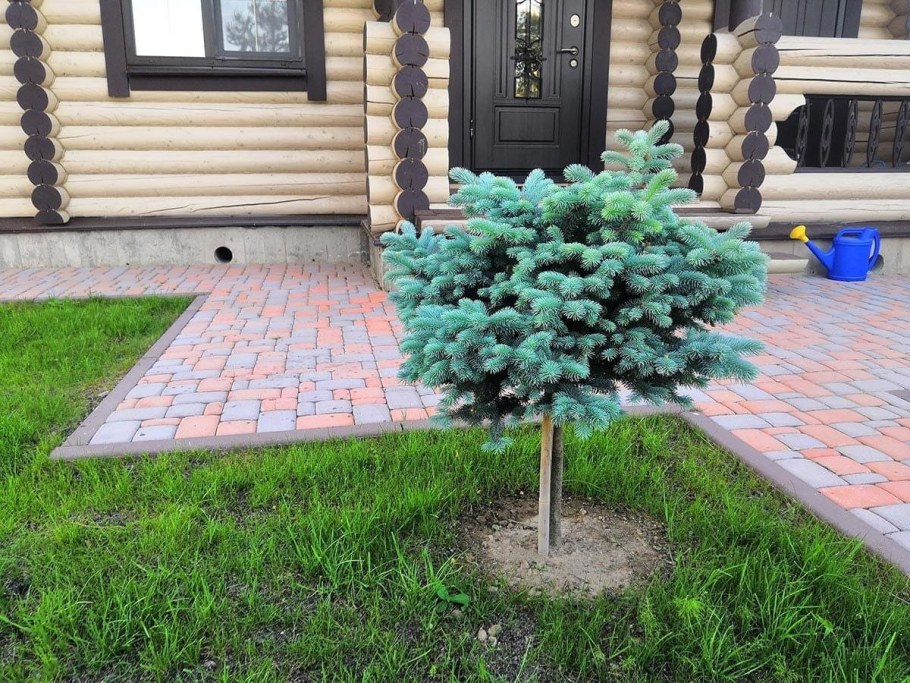 Ель колючая Глобоза