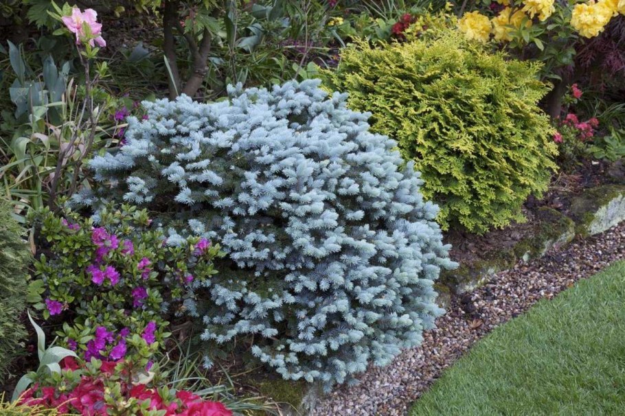 Глаука Глобоза