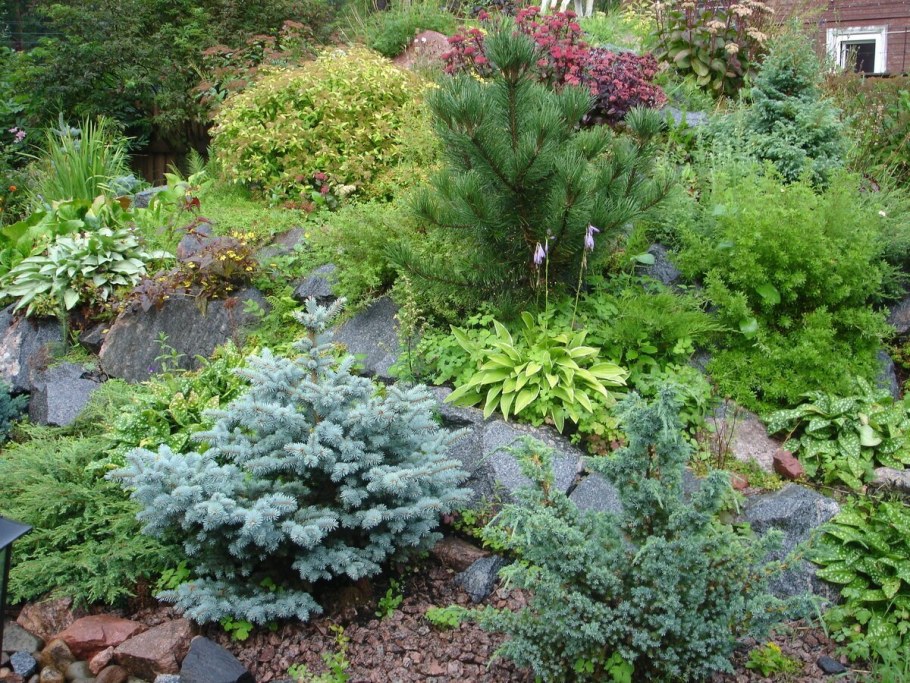 Ель голубая Глаука Глобоза