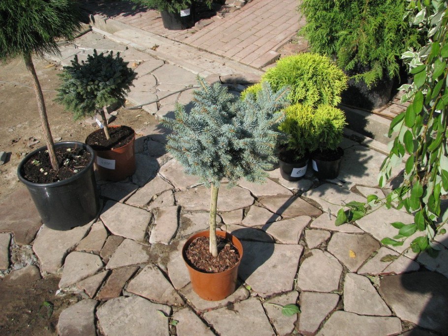 Лиственница Пендула