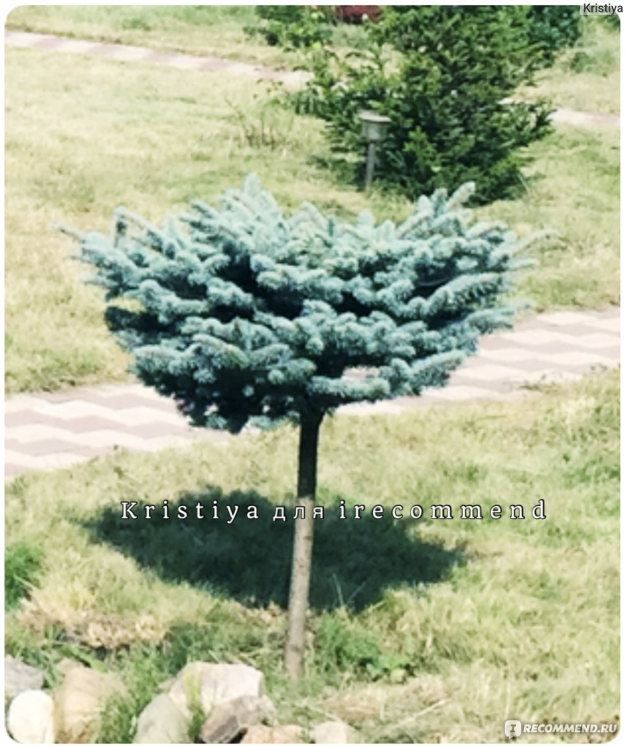 Ель штамбовая Глаука Глобоза