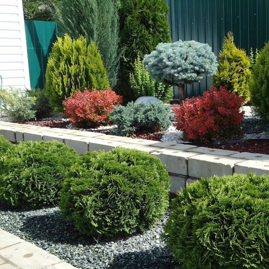 Туя Глаука Глобоза