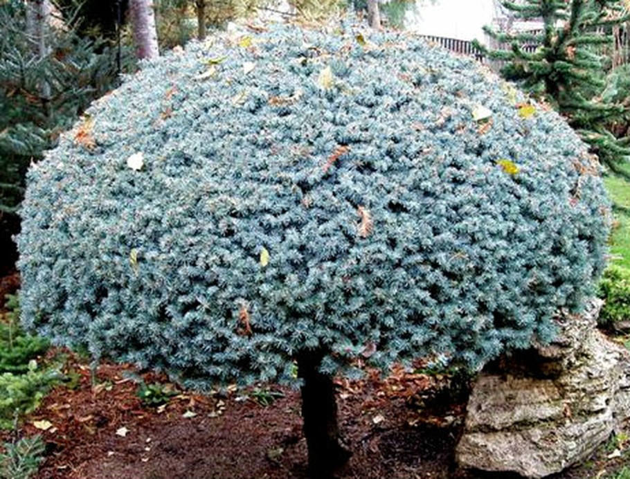 Ель голубая glauca globosa