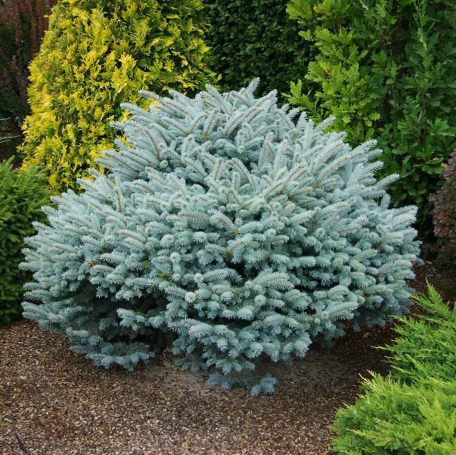 Ель колючая Нана Picea pungens Nana