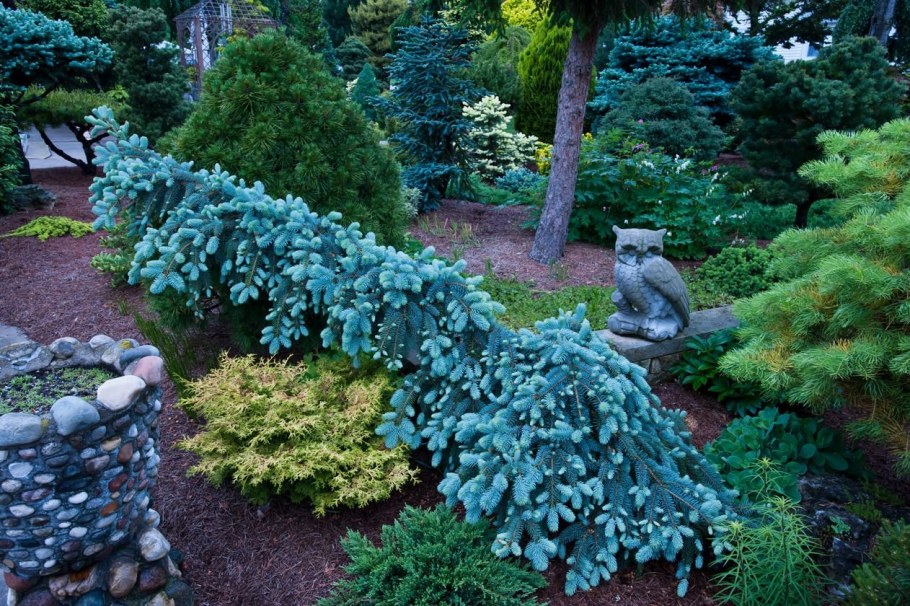 Ель Глаука Пендула