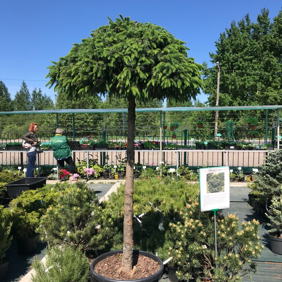 Japonica (штамб) ель