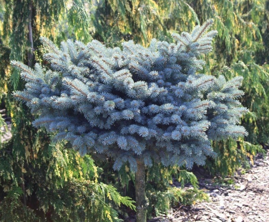 Ель колючая Picea pungens glauca