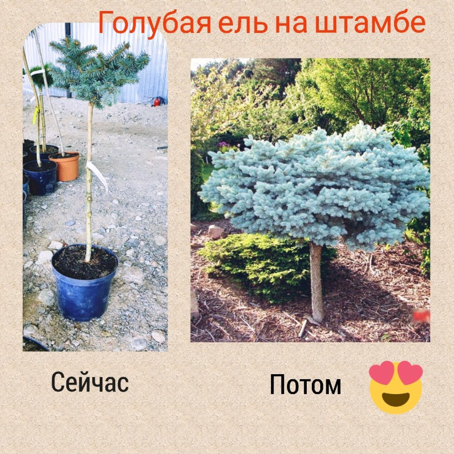 Голубая ель на штамбе