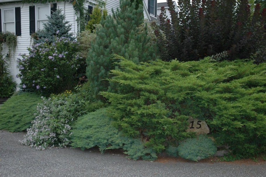 Можжевельник казацкий минт джулеп