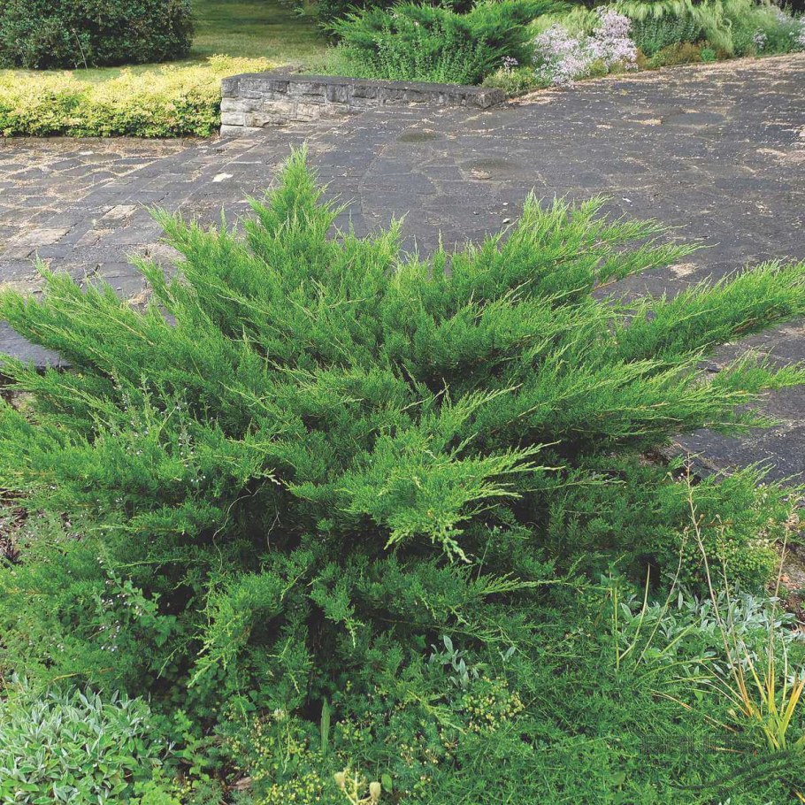 Можжевельник Mint джулеп