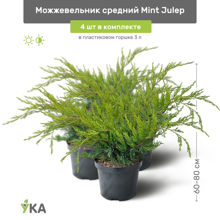 Можжевельник Куривао Голд