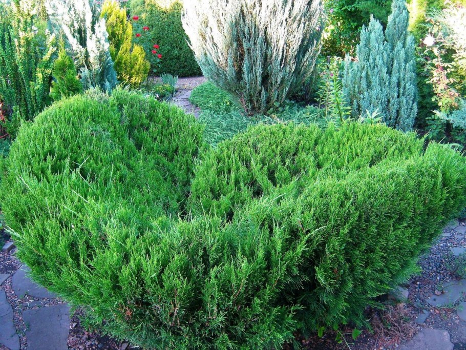 Можжевельник китайский минт джулеп