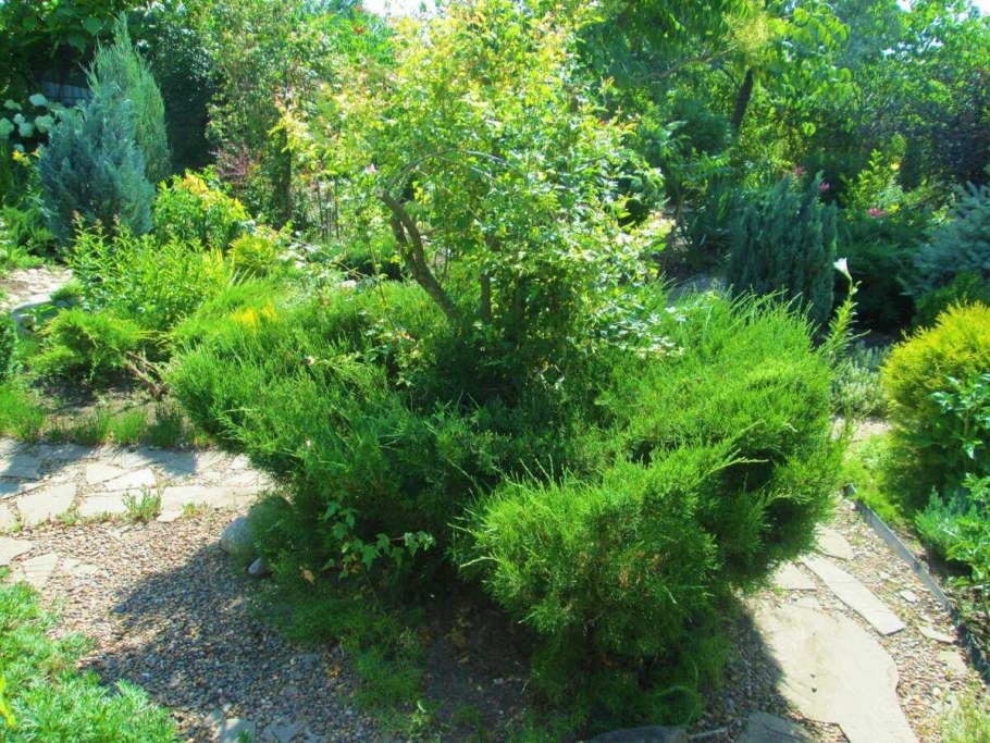 Можжевельник минт джулеп