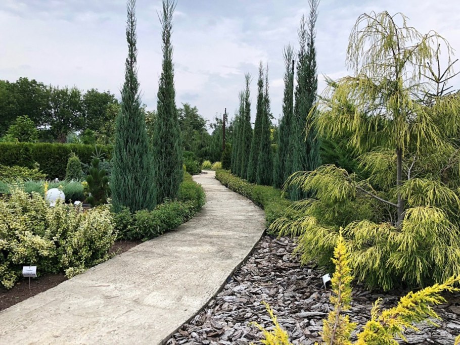 Можжевельник казацкий Скайрокет