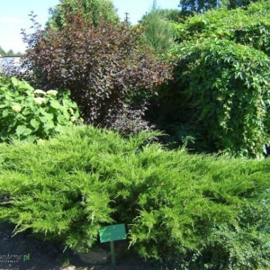 Можжевельник минт джулеп ниваки