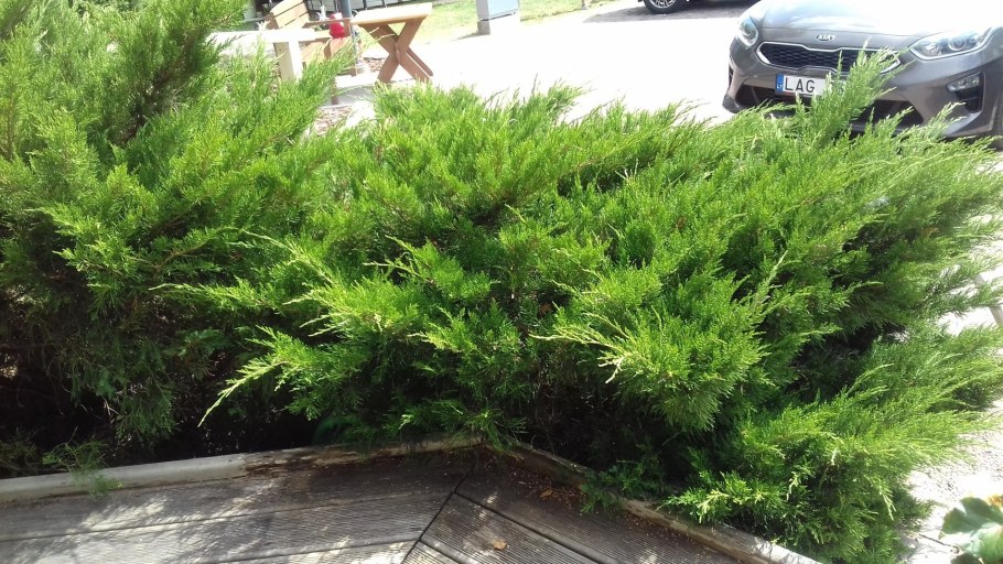 Можжевельник казацкий Hicksii