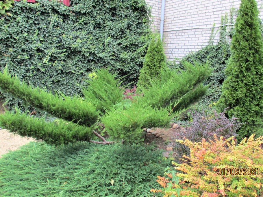 Можжевельник МИНТДЖУЛЕП Риваки