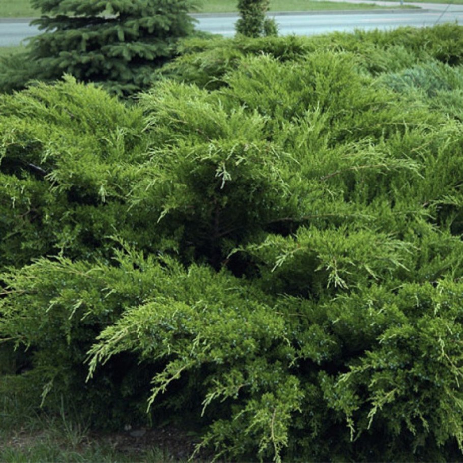 Можжевельник Пфитцериана Mint Julep