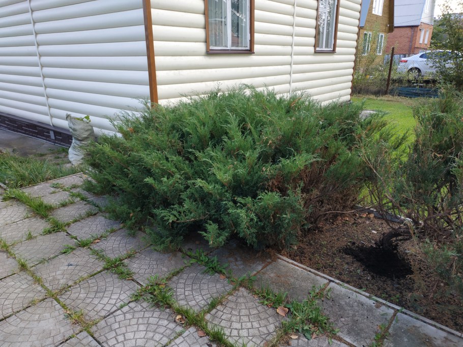 Туя Колумна можжевельник казацкий