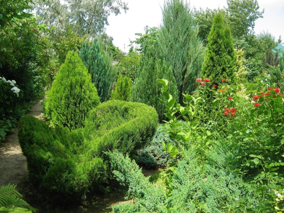 Можжевельник минт джулеп ниваки