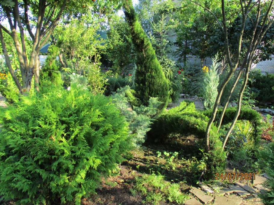 Ботанический сад МГУ Дендрарий