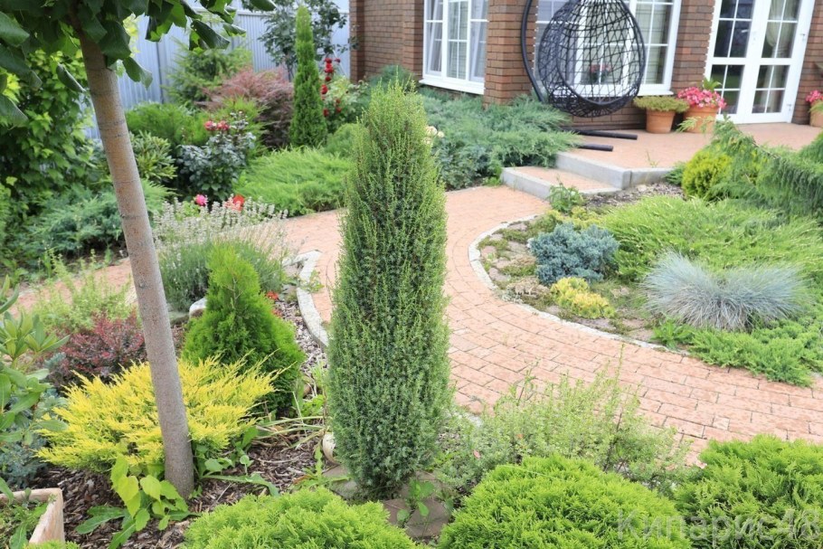 Можжевельник казацкий Арнольд