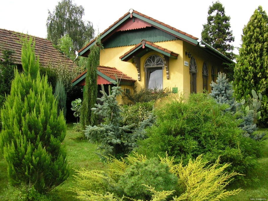 Можжевельник Mint Julep в ландшафтном дизайне