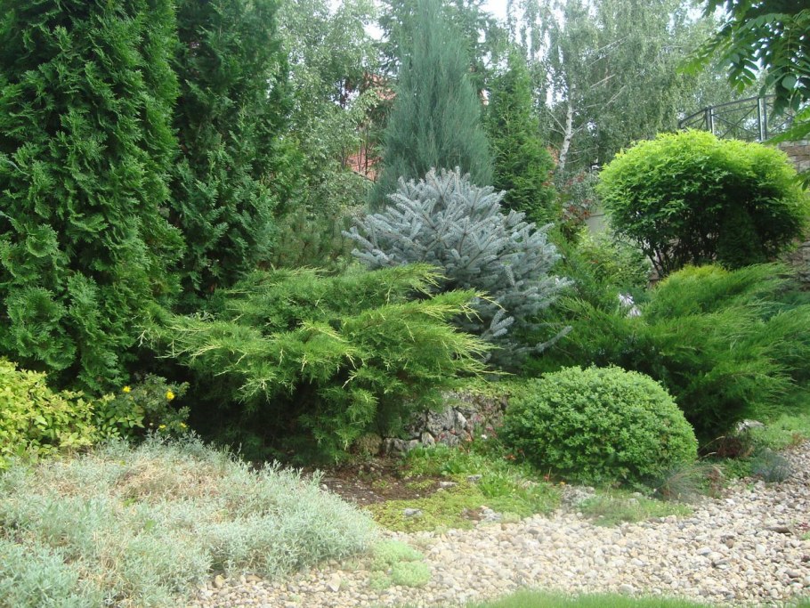 Можжевельник Mint Julep