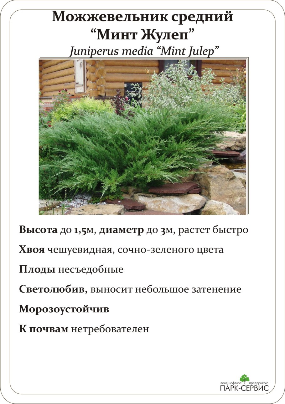 Можжевельник казацкий минт джулеп