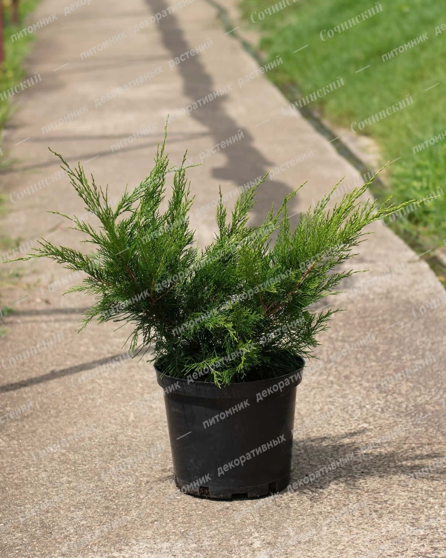 Можжевельник Пфитцериана минт джулеп