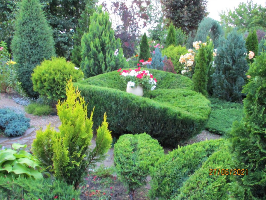 Можжевельник минт джулеп стрижка