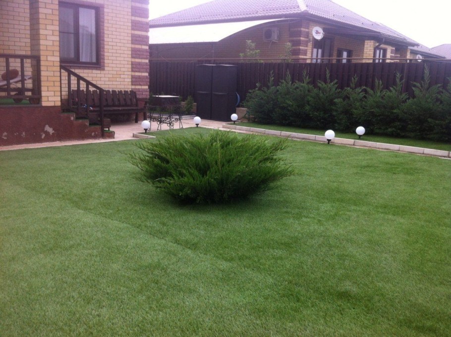 Можжевельник казацкий минт джулеп