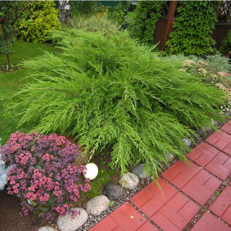 Можжевельник китайский минт джулеп