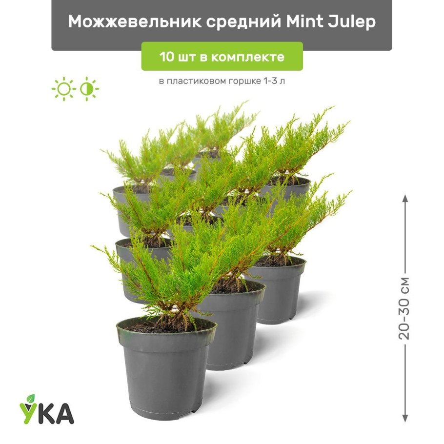 Можжевельник средний минт джулеп