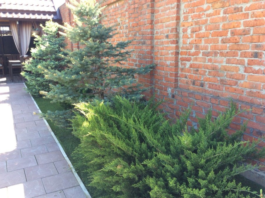 Можжевельник минт джулеп