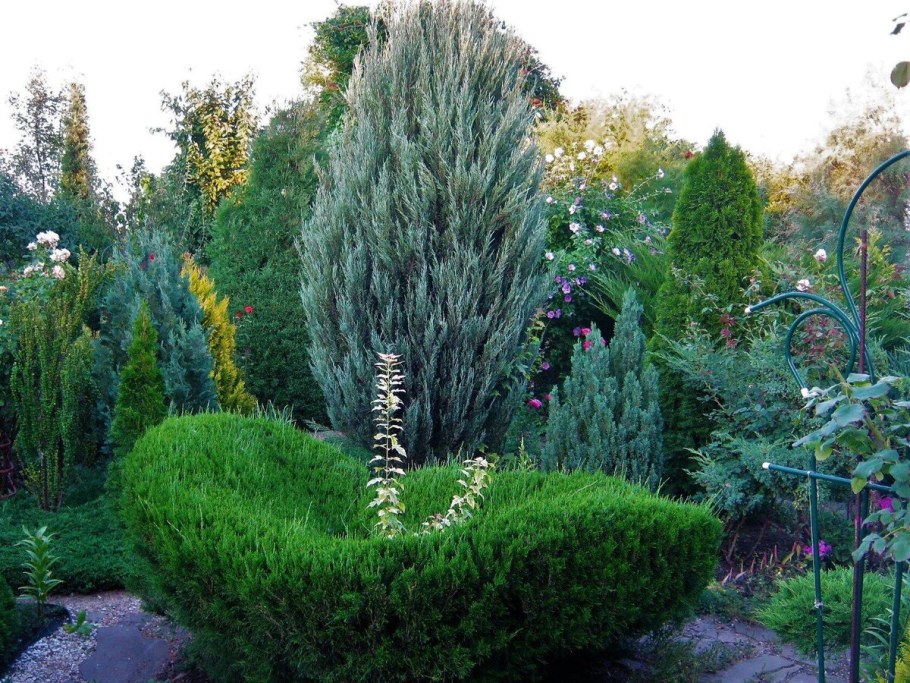 Джулеп хвойник