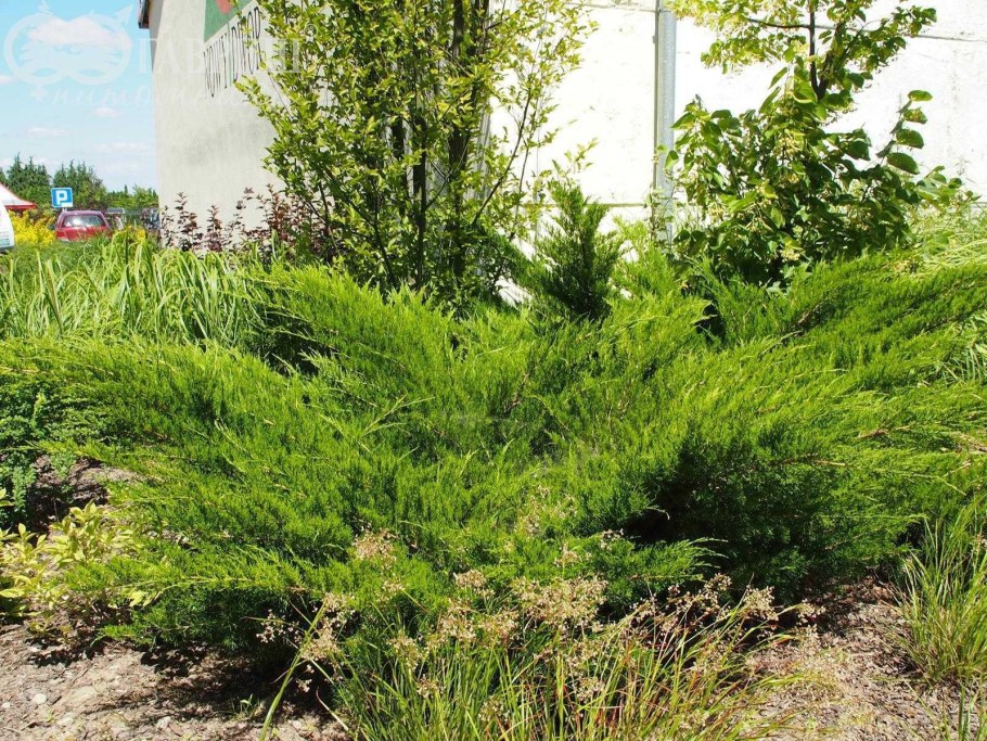 Можжевельник китайский минт джулеп