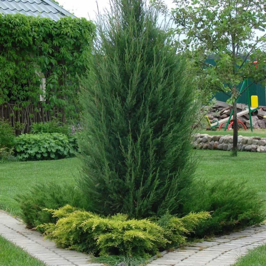 Можжевельник скальный Блю Арроу