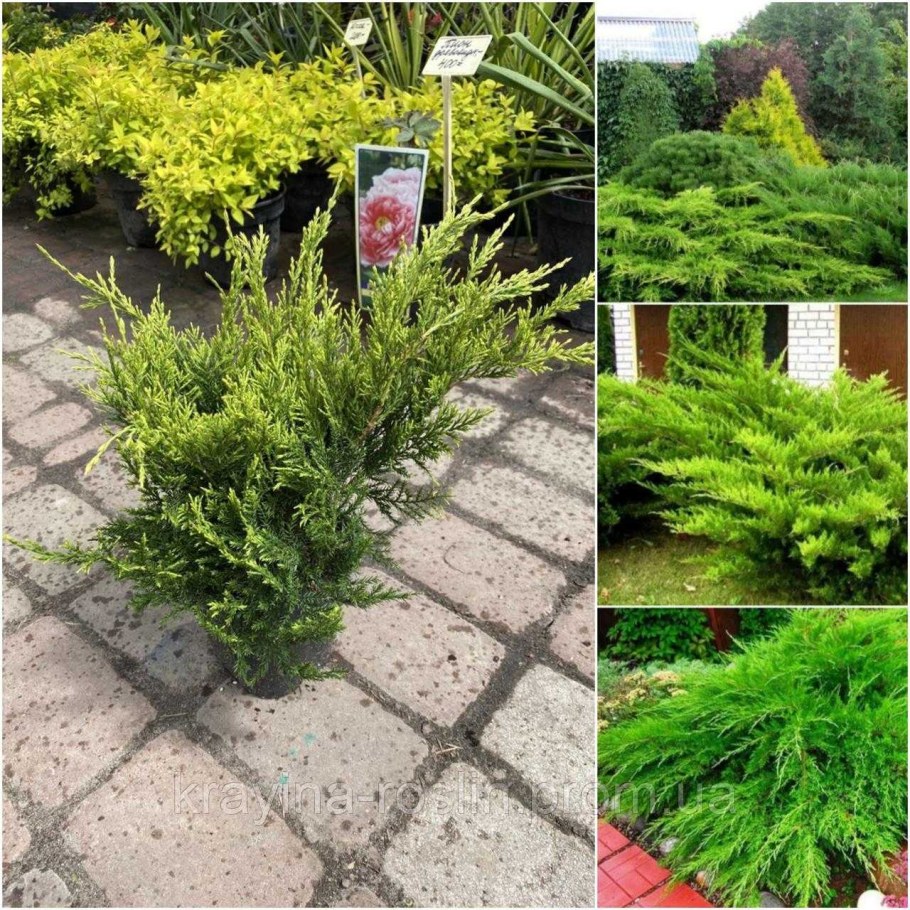 Можжевельник казацкий минт джулеп