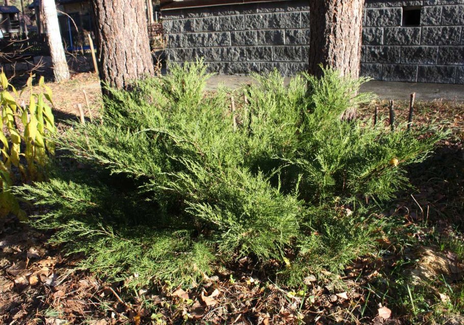 Можжевельник китайский минт джулеп