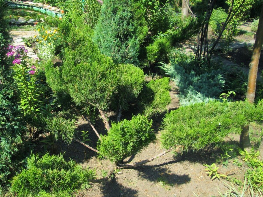 Можжевельник минт джулеп стрижка