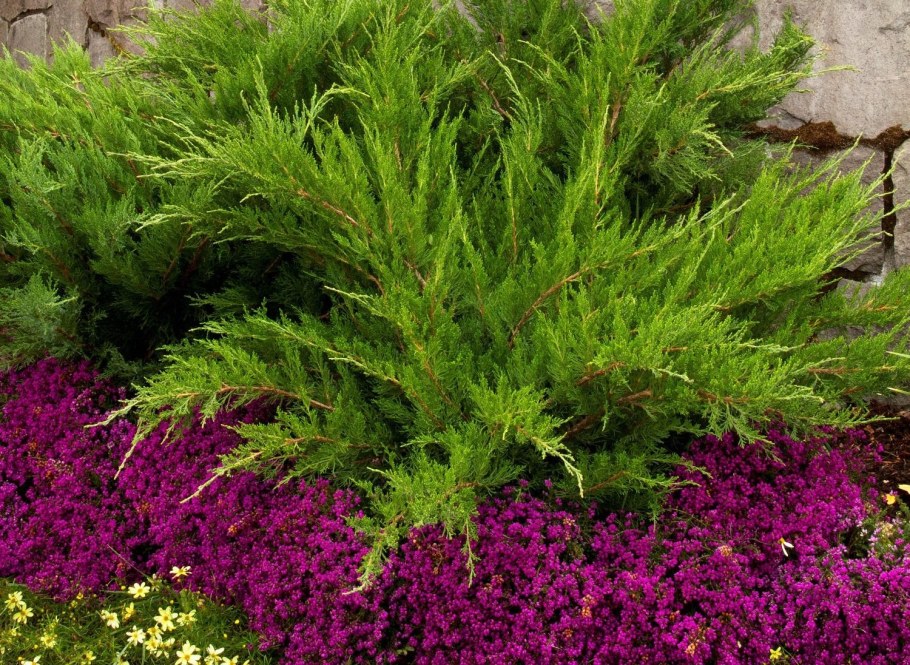 Можжевельник минт джулеп