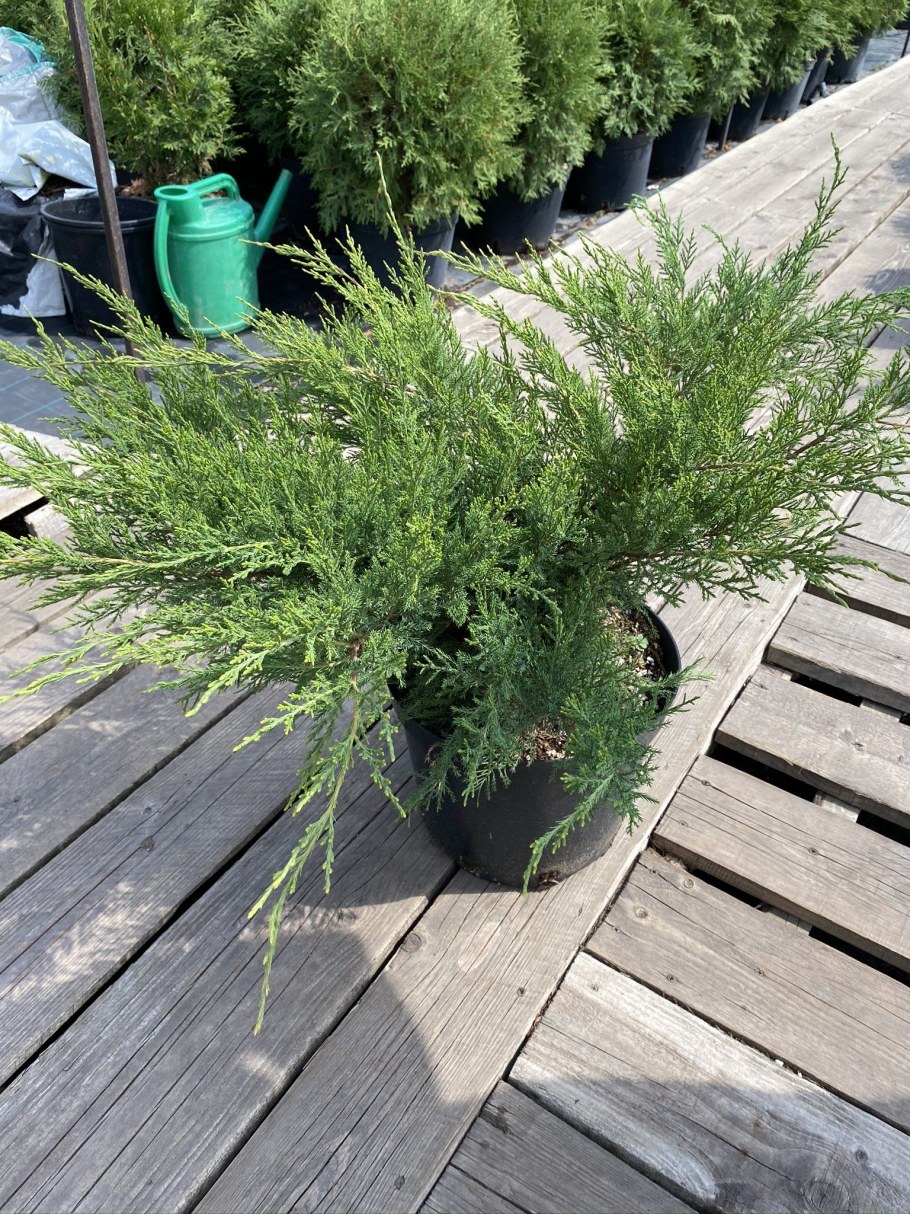 Можжевельник казацкий минт джулеп (Mint Julep)