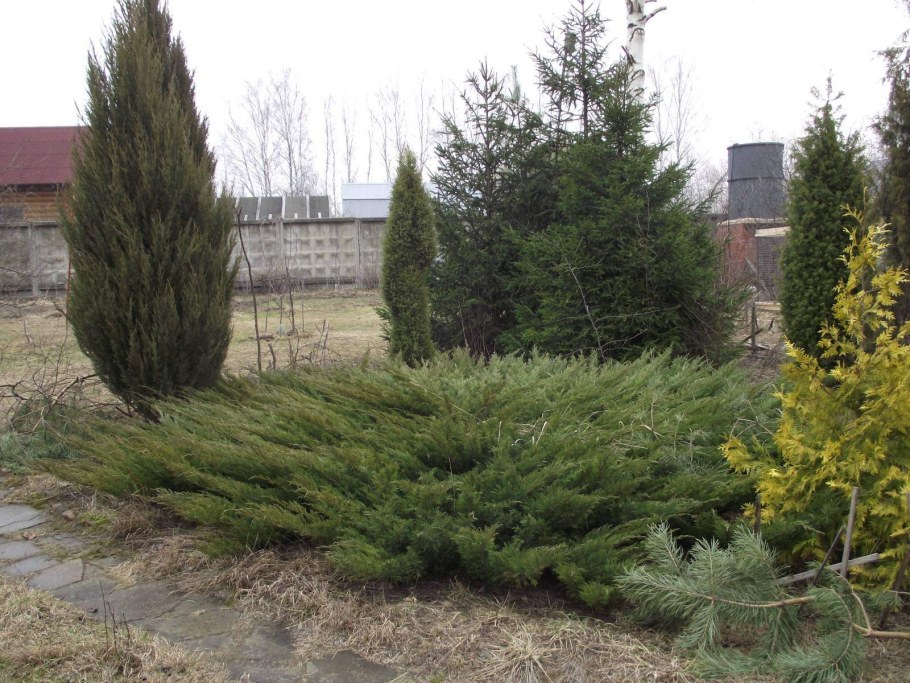 Можжевельник минт джулеп в ландшафтном