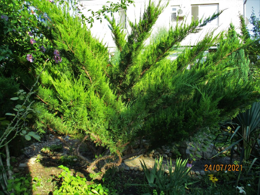 Можжевельник средний минт джулеп