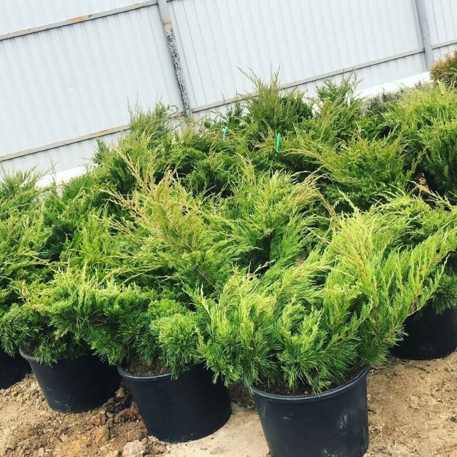 Можжевельник казацкий минт джулеп